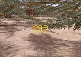Farm for sale in Al Rawdah Al Sharqiyah - Al Ain Water View image for: Farm for sale in Al Rawdah Al Sharqiyah - Al Ain, Image 1