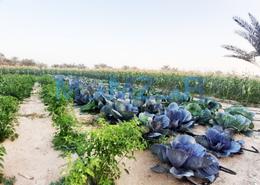 Farm for sale in Al Ajban - Abu Dhabi