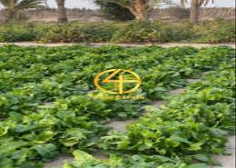 Garden image for: Farm - 3 bathrooms for sale in Al Rawdah Al Sharqiyah - Al Ain, Image 1