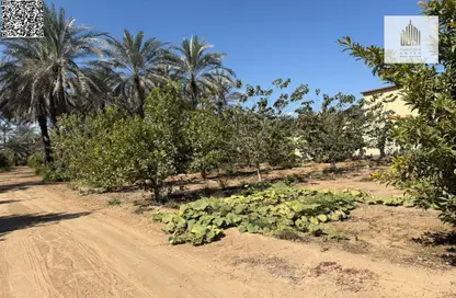 a luxurious farm in Fujairah directly on the sea