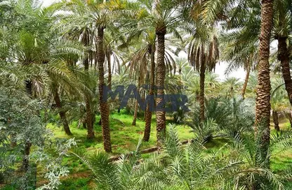 مزرعة - استوديو للبيع في ليوا - أبوظبي