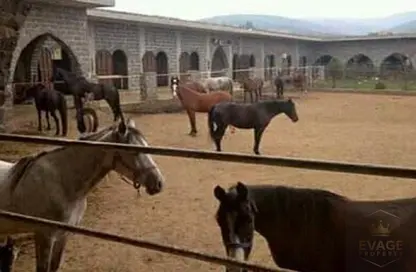 Farm - Studio for sale in Al Jurf - Ajman Downtown - Ajman