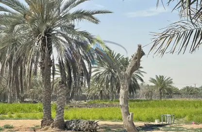 HOT DAEL | A farm full of palm trees  |