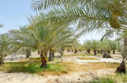 مزرعة - استوديو للبيع في الشهامة - أبوظبي مزرعة - استوديو للبيع في الشهامة - أبوظبي