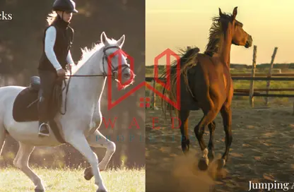 أرض - استوديو للبيع في واحة النخيل - إرابيان هيلز استيت - الفقع - العين