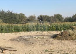 Farm - 1 bathroom for sale in Al Rahba - Abu Dhabi
