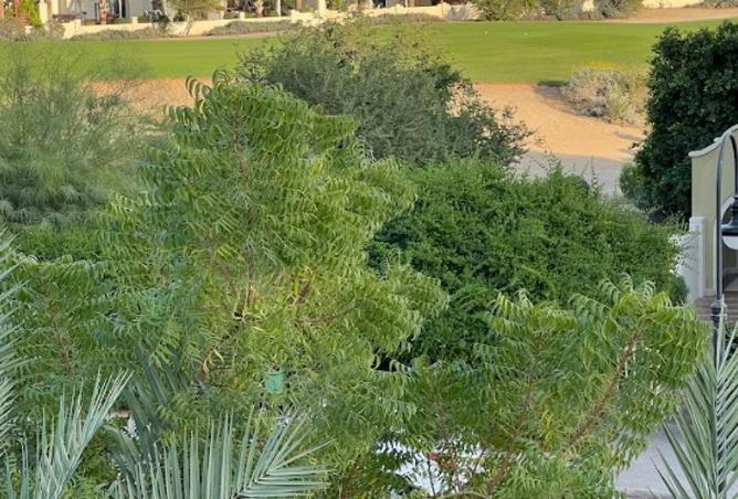 15475947 - صورة العقار 2