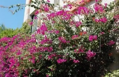 Villa - 4 Bedrooms - 3 Bathrooms for rent in Umm Suqeim 3 - Umm Suqeim - Dubai