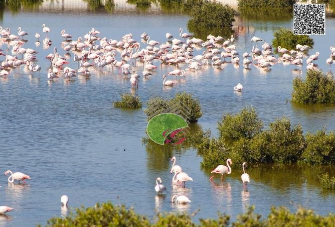 15174313 - الصورة الرئيسية للعقار