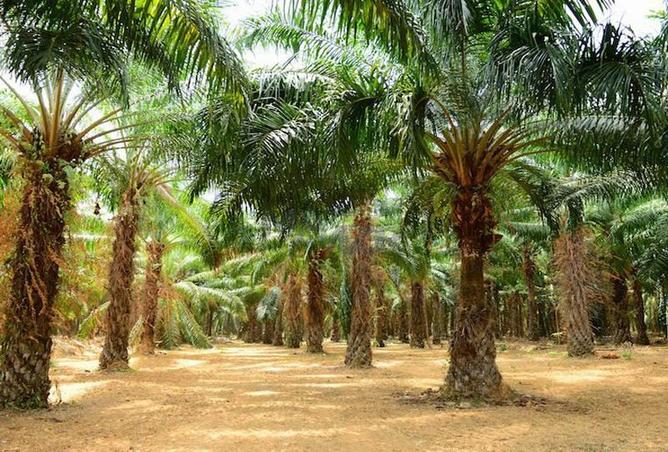 15890678 - صورة العقار 2