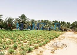 Farm - 3 bathrooms for sale in Al Ajban - Abu Dhabi