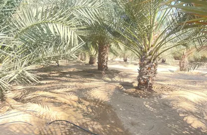 مزرعة - استوديو للبيع في السمحة - أبوظبي