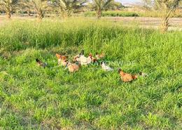Farm - 2 bathrooms for sale in Sweihan - Al Ain