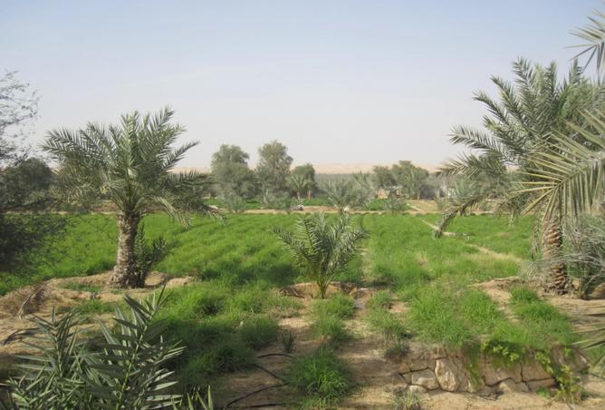 15771610 - صورة العقار 3