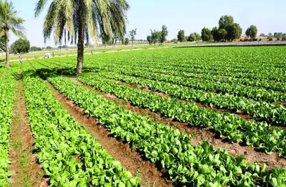 مزرعة - استوديو للبيع في الباهية - أبوظبي