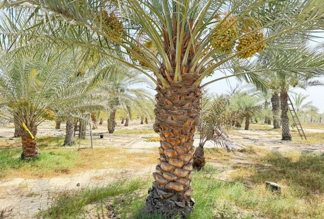 15784846 - صورة العقار 3