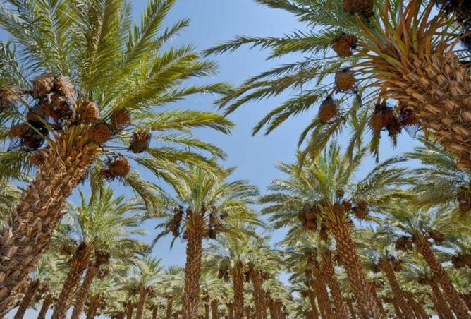 15213776 - الصورة الرئيسية للعقار