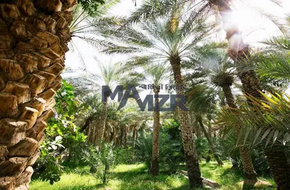 مزرعة - استوديو للبيع في العجبان - أبوظبي