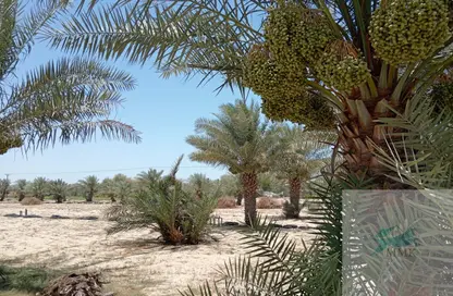 مزرعة - استوديو للبيع في الخاتم - أبوظبي