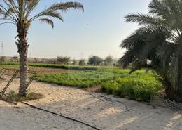 مزرعة للبيع في الرحبة - أبوظبي